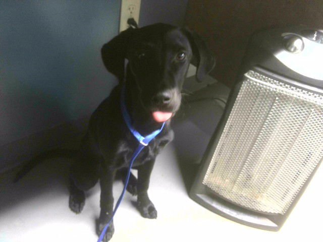 BEAUTY - Labrador Retriever available for adoption