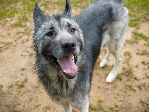 BEAR - Husky / German Shepherd Dog available for adoption