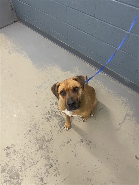 OREO - Black Mouth Cur / Labrador Retriever available for adoption