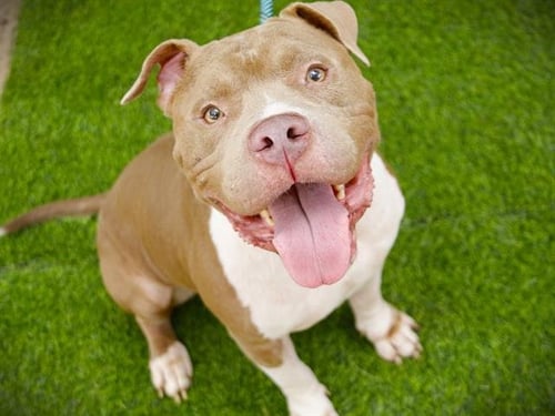 BLAZE - American Staffordshire Terrier available for adoption