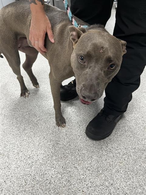 OLLIE - American Pit Bull Terrier available for adoption