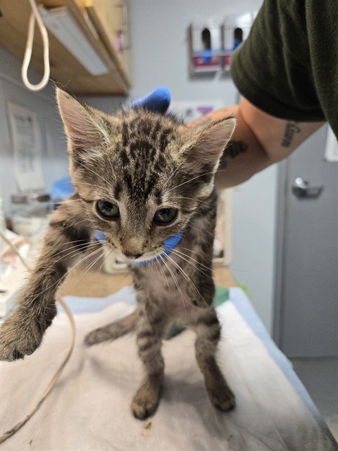 KREWELLA - Domestic Short Hair available for adoption