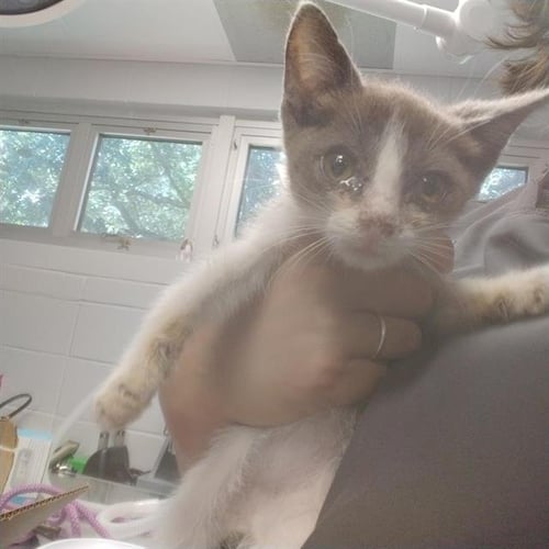 RAMEN - Domestic Short Hair available for adoption