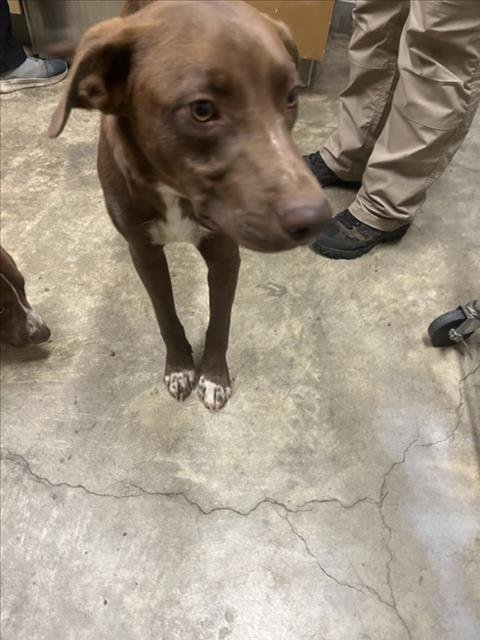 *FREDDIE - Labrador Retriever available for adoption