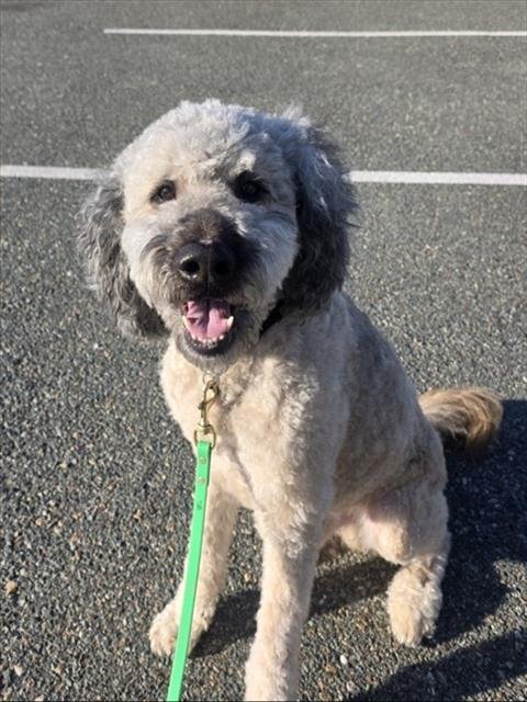 MILLER - Poodle (Standard) available for adoption