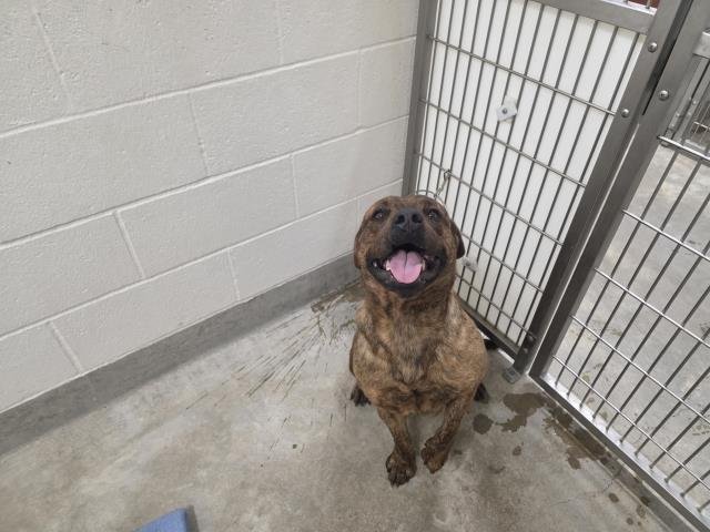 *EVELYN - Pit Bull Terrier available for adoption