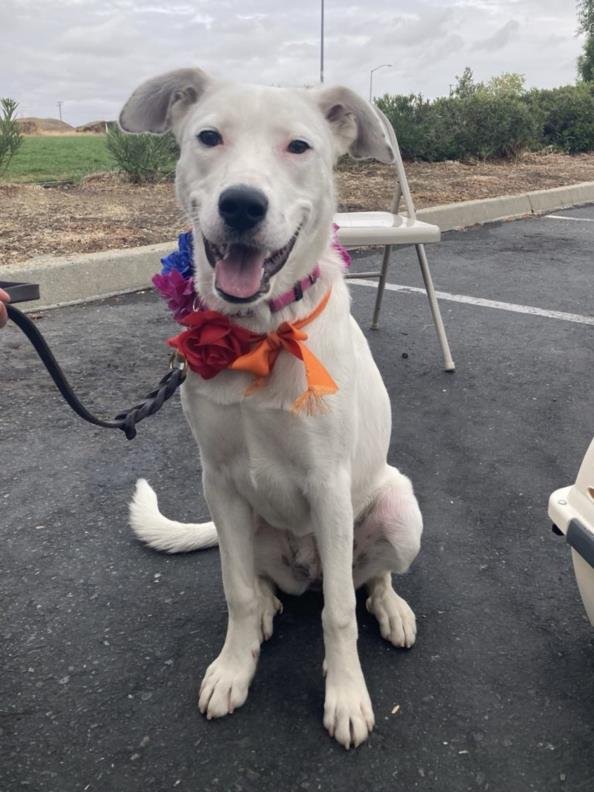 MARLEE - Australian Shepherd available for adoption