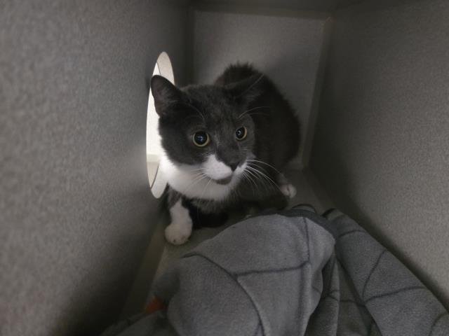 SMOKEY JOE - Domestic Short Hair available for adoption