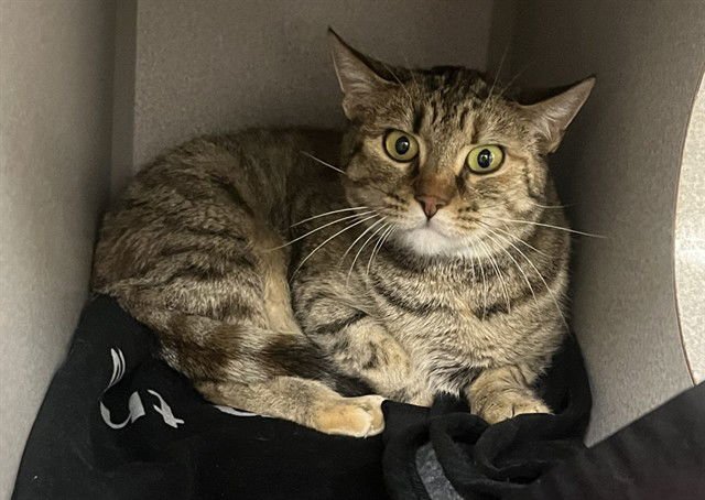 SANDY - Domestic Medium Hair available for adoption