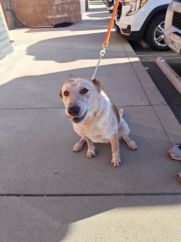 *BUD - Queensland Heeler available for adoption