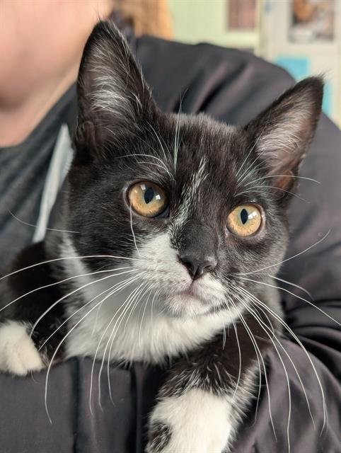 NOVA - Domestic Short Hair available for adoption