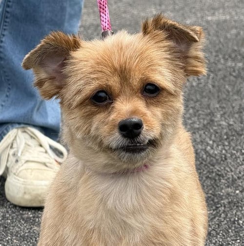 HOLLY - Yorkshire Terrier Yorkie / Pomeranian available for adoption
