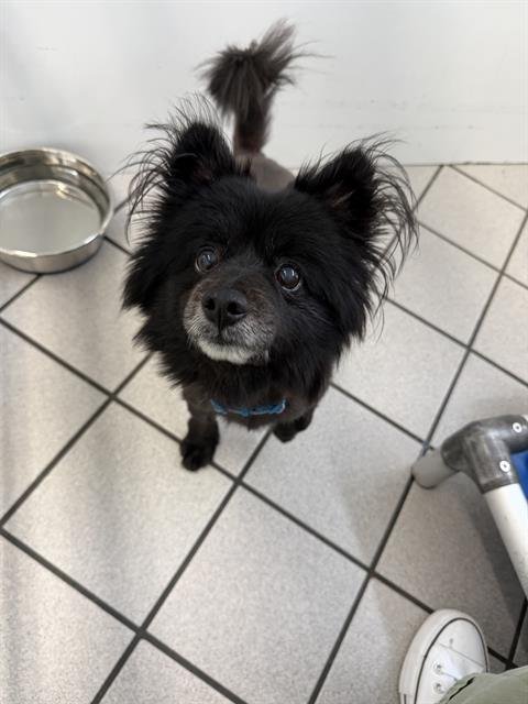 BARNEY - Pomeranian / Chihuahua available for adoption