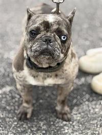 TRUFFLES - Photo 1
