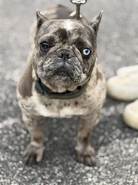 TRUFFLES - French Bulldog available for adoption