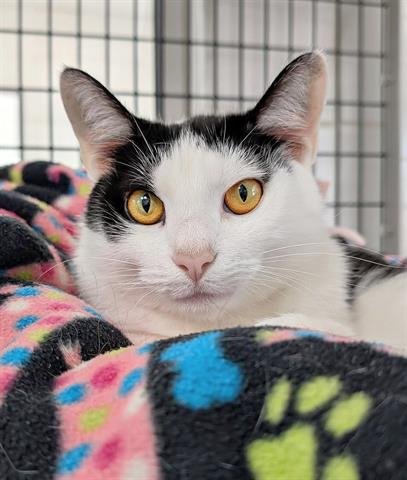 GRETCHEN - Domestic Short Hair available for adoption