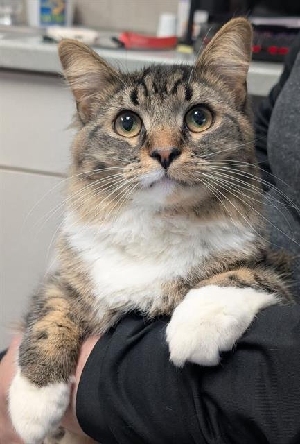 TOBY - Domestic Long Hair available for adoption