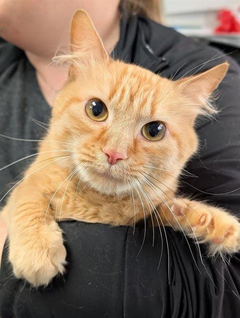 MANGO