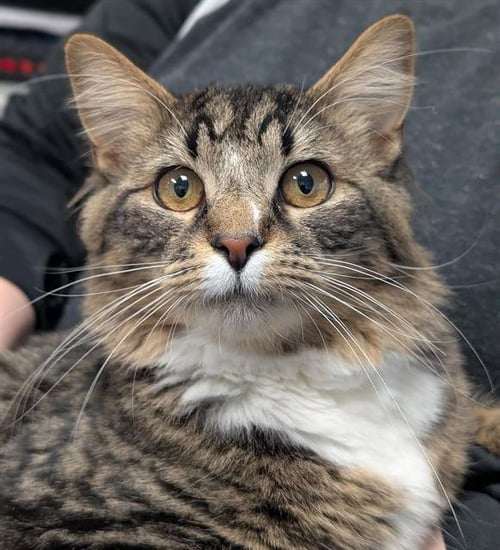 TIGGY - Domestic Long Hair available for adoption