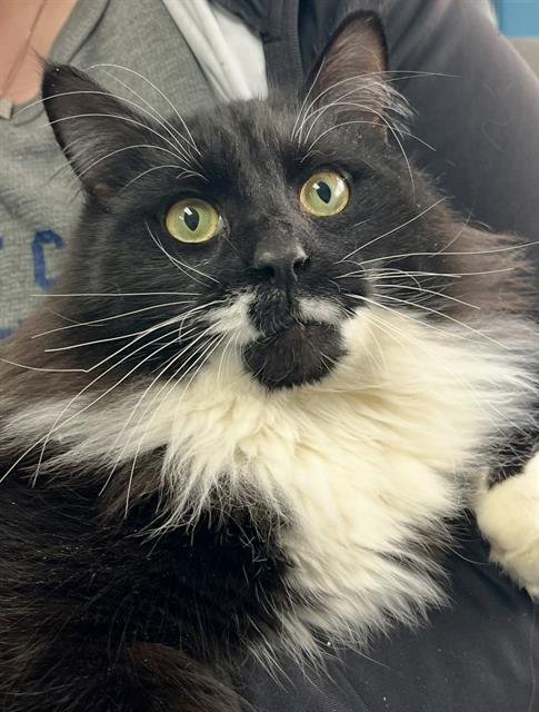 KINGSTON - Domestic Long Hair available for adoption