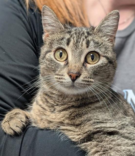 ROSE - Domestic Short Hair available for adoption