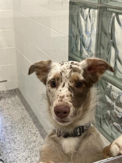 POSEY - Australian Shepherd / Border Collie available for adoption