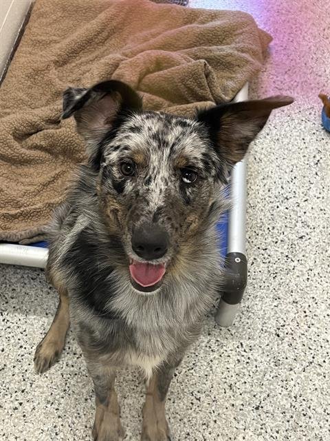 FINN - Australian Shepherd / Border Collie available for adoption
