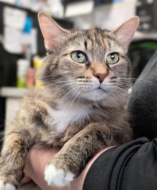 MELON - Domestic Long Hair available for adoption