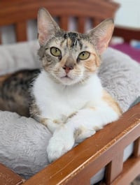 APRICOT - Photo 1