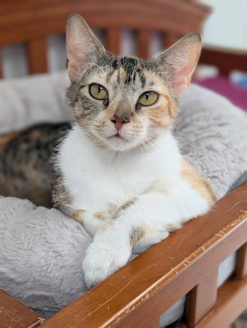 APRICOT - Domestic Short Hair available for adoption