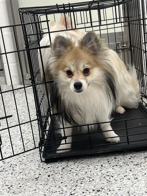 WALLY - Pomeranian / Papillon available for adoption