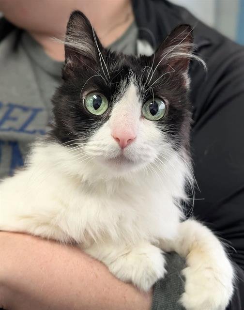 FLO - Domestic Long Hair available for adoption