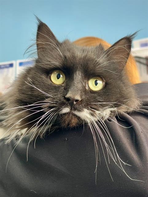 GUINEVERE - Domestic Long Hair available for adoption