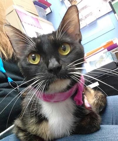 RONA - Domestic Short Hair available for adoption