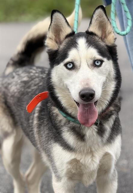 RUFUS Image