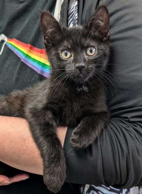 MOWGLI - Domestic Short Hair available for adoption