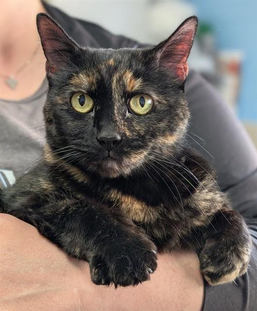 TARA - Domestic Short Hair available for adoption