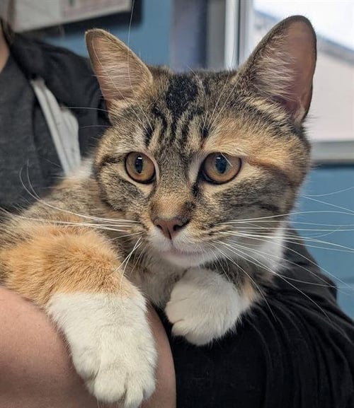 FELICITY - Domestic Short Hair available for adoption