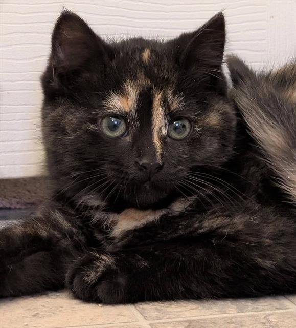 TOFFEE - Domestic Short Hair available for adoption