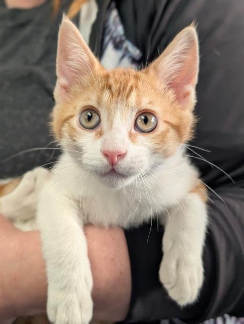 GINGER - Domestic Short Hair available for adoption