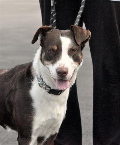 SENSI - Border Collie / Labrador Retriever available for adoption