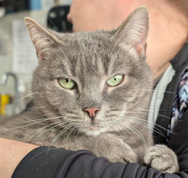 NOELLE - Domestic Short Hair available for adoption