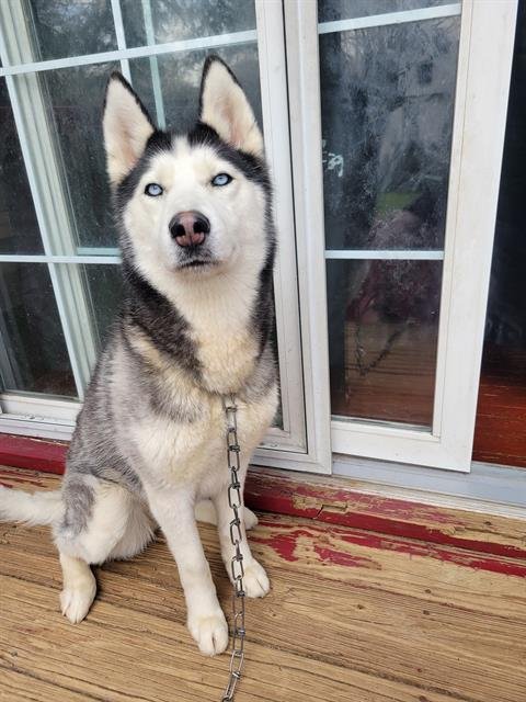 NELLIE - Siberian Husky available for adoption