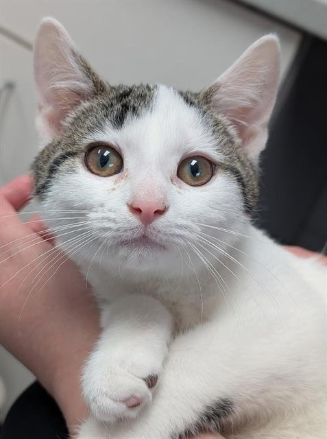 DOMINO - Domestic Short Hair available for adoption
