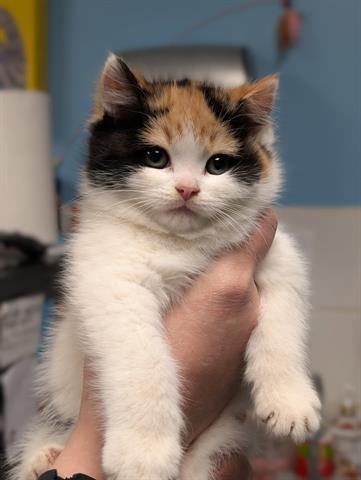 GYPSY - Domestic Short Hair available for adoption