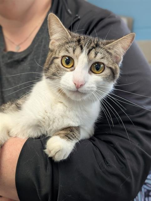 PANSY - Domestic Short Hair available for adoption