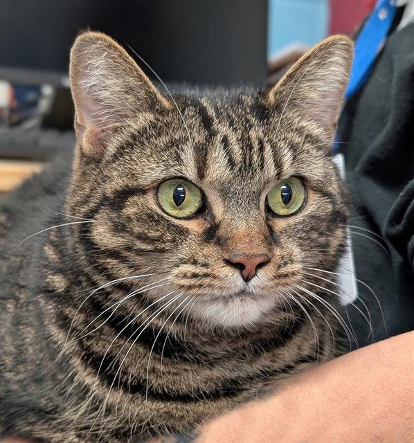 JUNO - Domestic Short Hair available for adoption