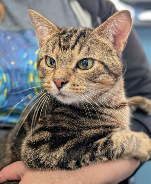 RUSSELL - Domestic Short Hair available for adoption