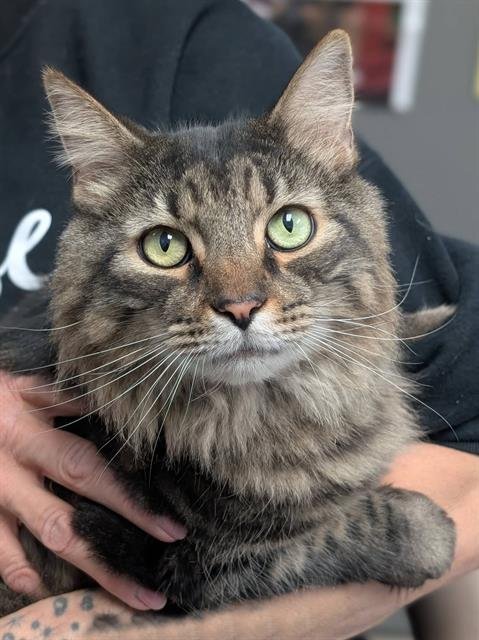 MILO - Domestic Long Hair available for adoption