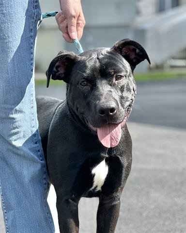 GOOSE - Labrador Retriever / German Shepherd Dog available for adoption